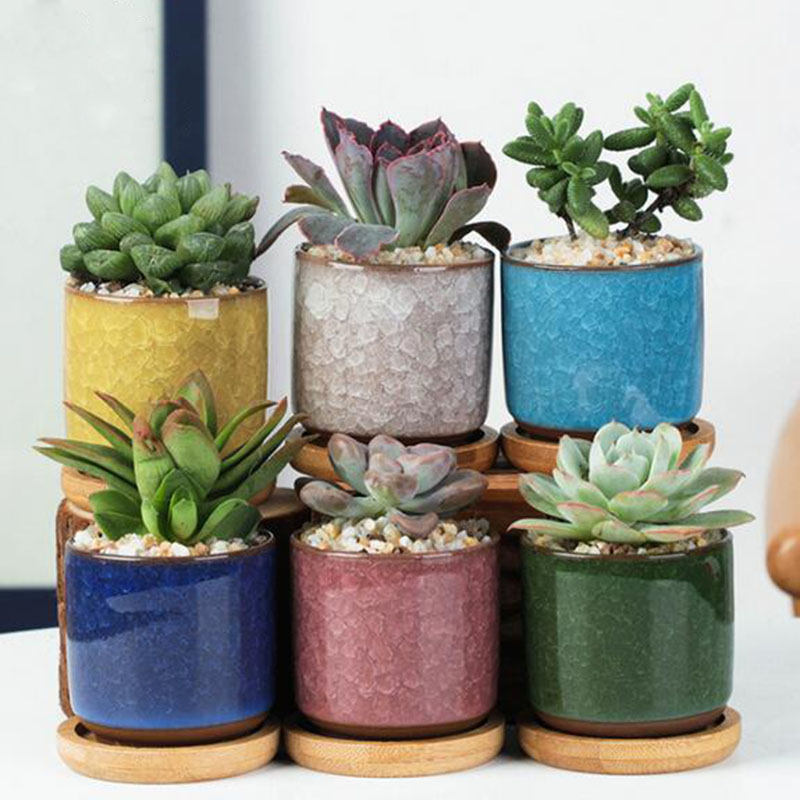 6 Buah/Set Set Pot Bunga Keram - Echeveria Succulent ulasan dan harga